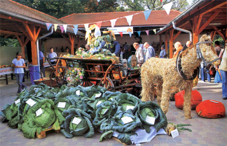 Cabbage days in Stupava - Photography from the book Zahorie