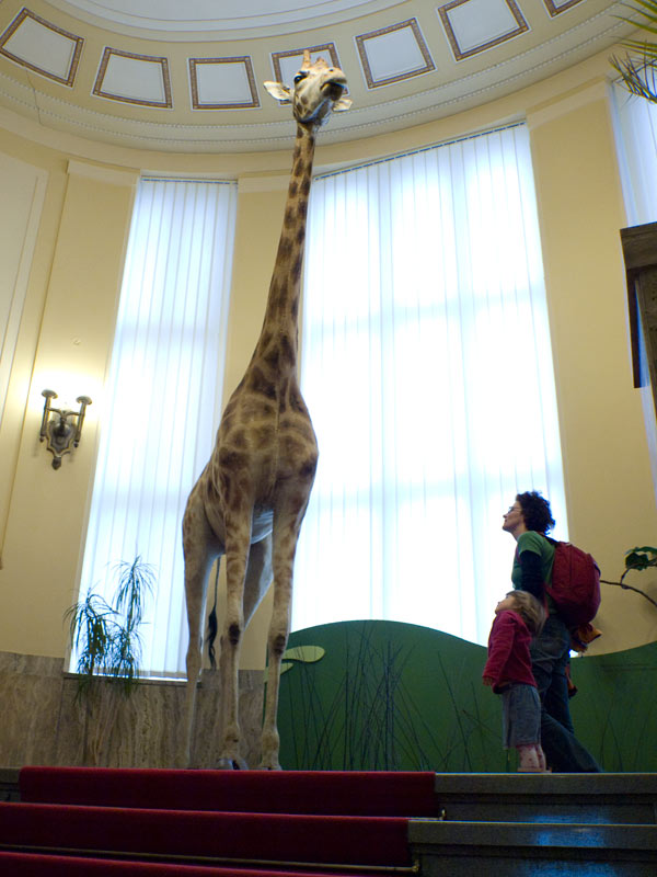 Giraffe in Slovak National Museum in Bratislava