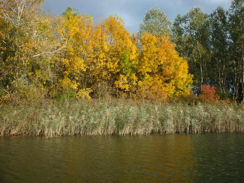Fall in the Danube River branches, 2013