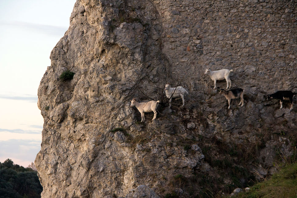 Goats on the Devin Castle.