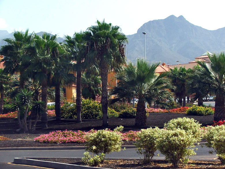 Palmy a skalnaté pohoria sú na Tenerife viditeľné  takmer z každej pláže