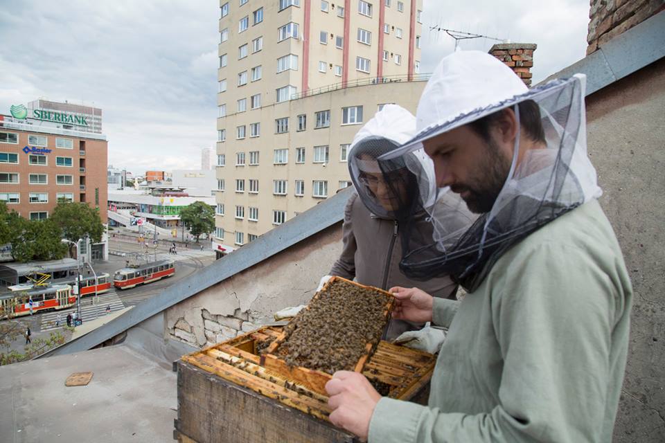 Hive at Stara Trznica building in Bratislava center