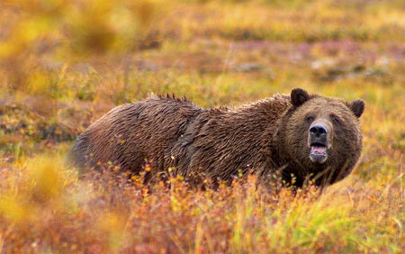 Denali: Fotografujúci hiker sa stal obeťou grizlyho