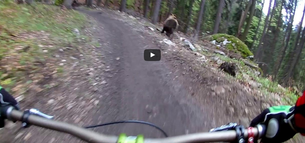 Video: A bear and bikers at Malino Brdo