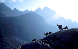 Chamois in the High Tatras - from the movie The High Tatras -  a Wilderness Frozen in Time