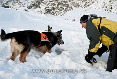 Avalanche dogs training in the High Tatras. Popradske pleso, February 4.