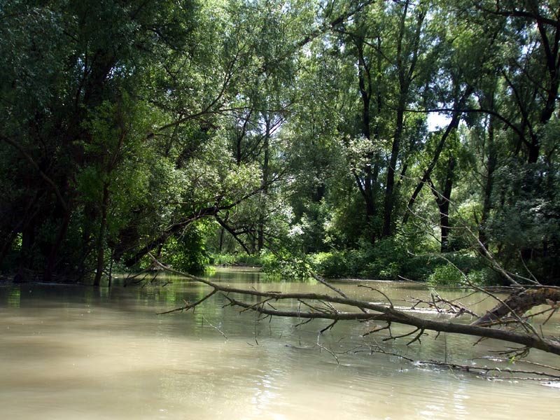 Počas povodne je plavba v dunajskej džungli jednoduchšia. Väčšina padnutých stromov je pod hladinou a tie, ktoré ostali, možno ľahko oboplávať