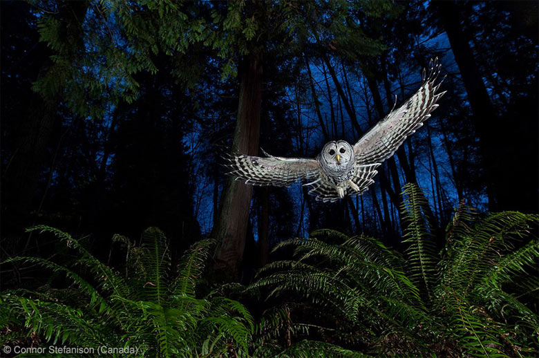 Fotograf živej prírody: Dráha letu