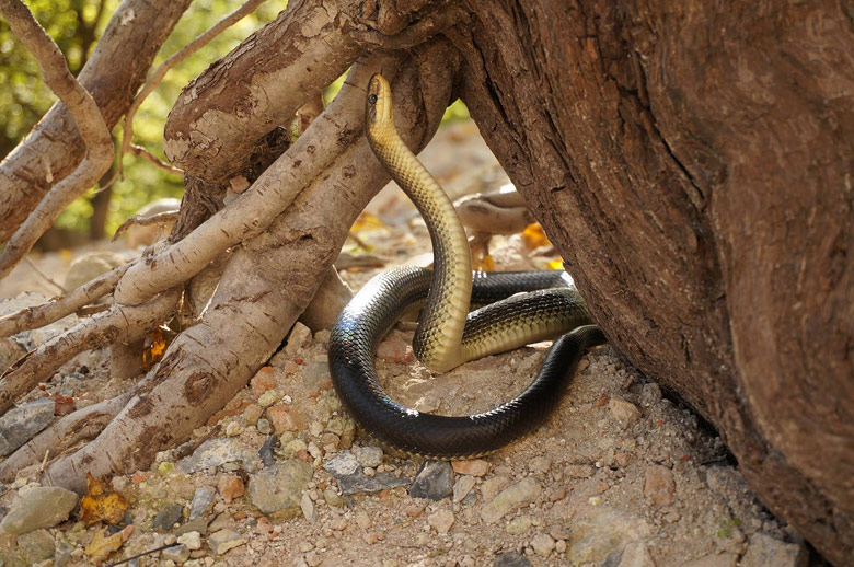 Štvrtkový Pajštún v znamení hada
