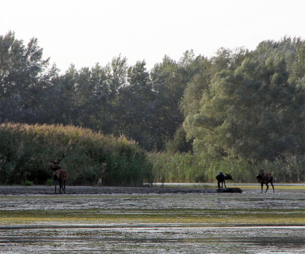 Deers and fox in the Danube River branches