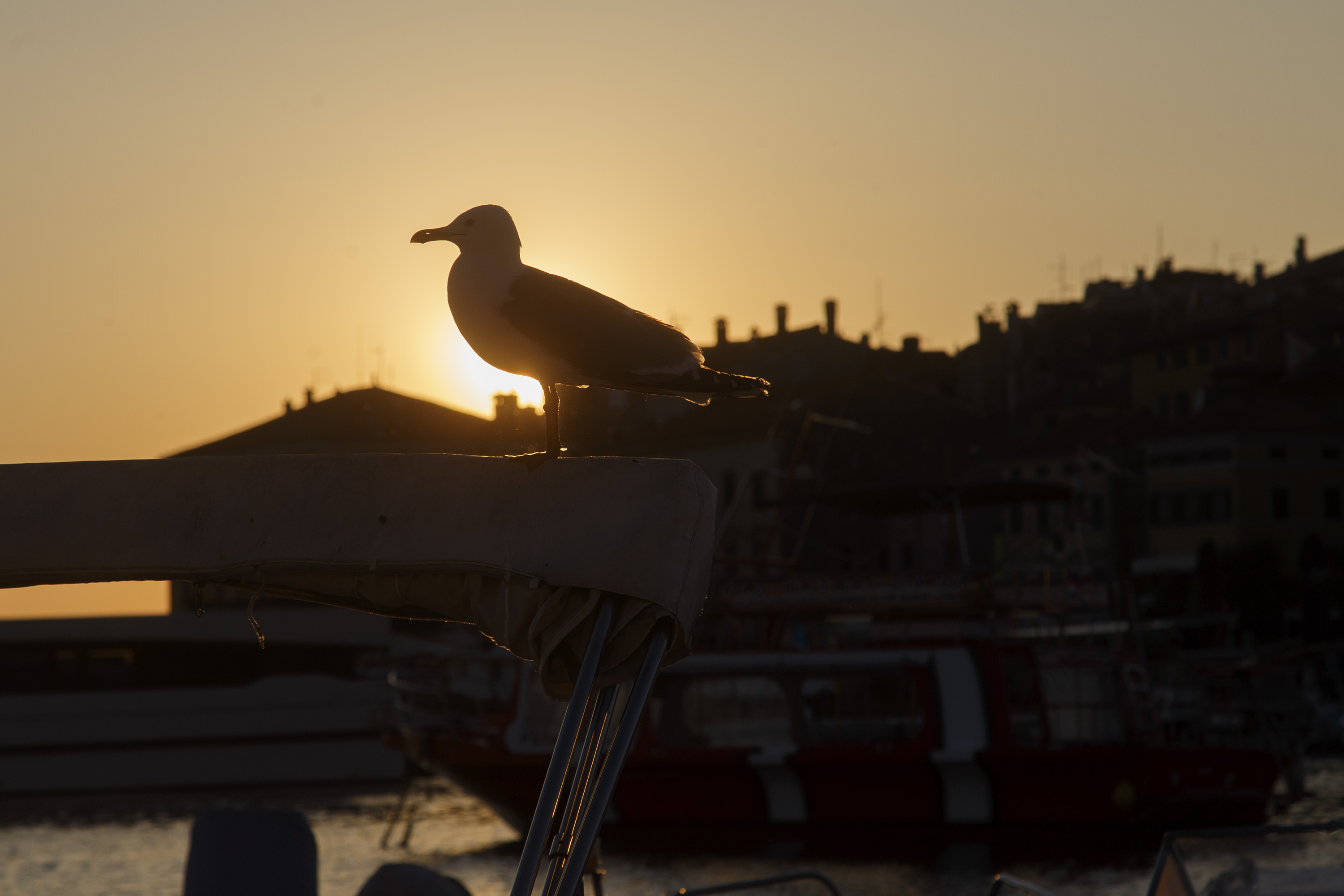 Evening in Rovinj, Istria, Croatia.