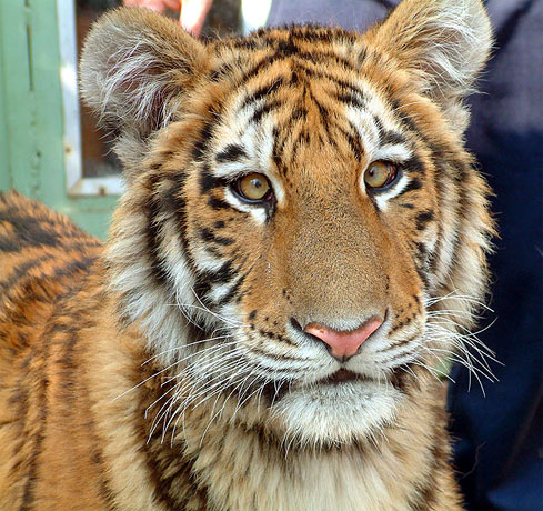 Siberian Tiger in the Oasis of Tiger near the Kostolna pri Dunaji Village