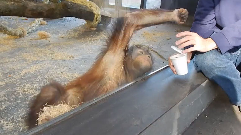 Video: Orangutany, či orangutani